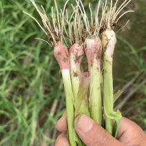 精品红根蒜苗江苏蒜苗货源充足量大从优质量保证欢迎咨询