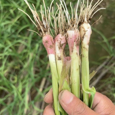精品红根蒜苗江苏蒜苗货源充足量大从优质量保证欢迎咨询