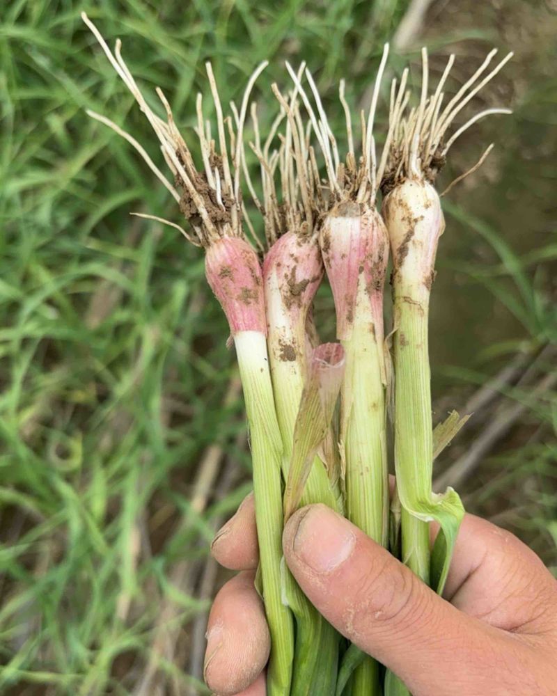 精品红根蒜苗江苏蒜苗货源充足量大从优质量保证欢迎咨询
