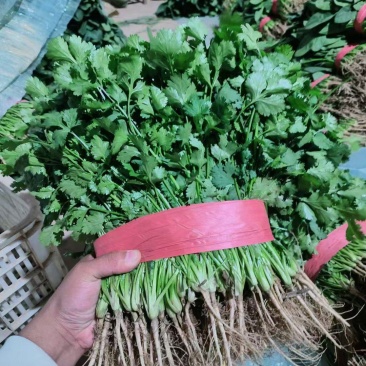 大量大量上市，万亩蔬菜基地。