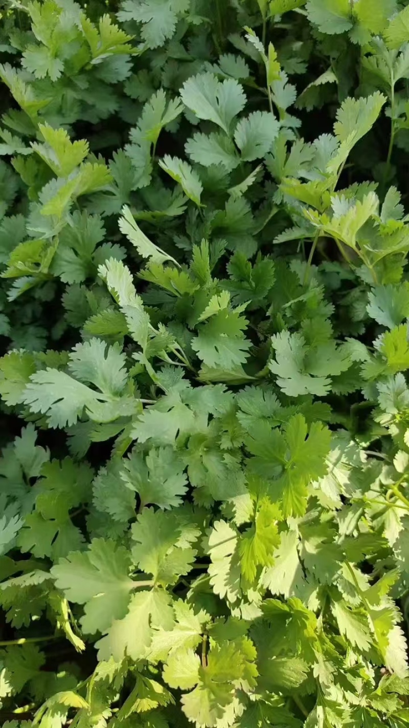 大量大量上市，万亩蔬菜基地。