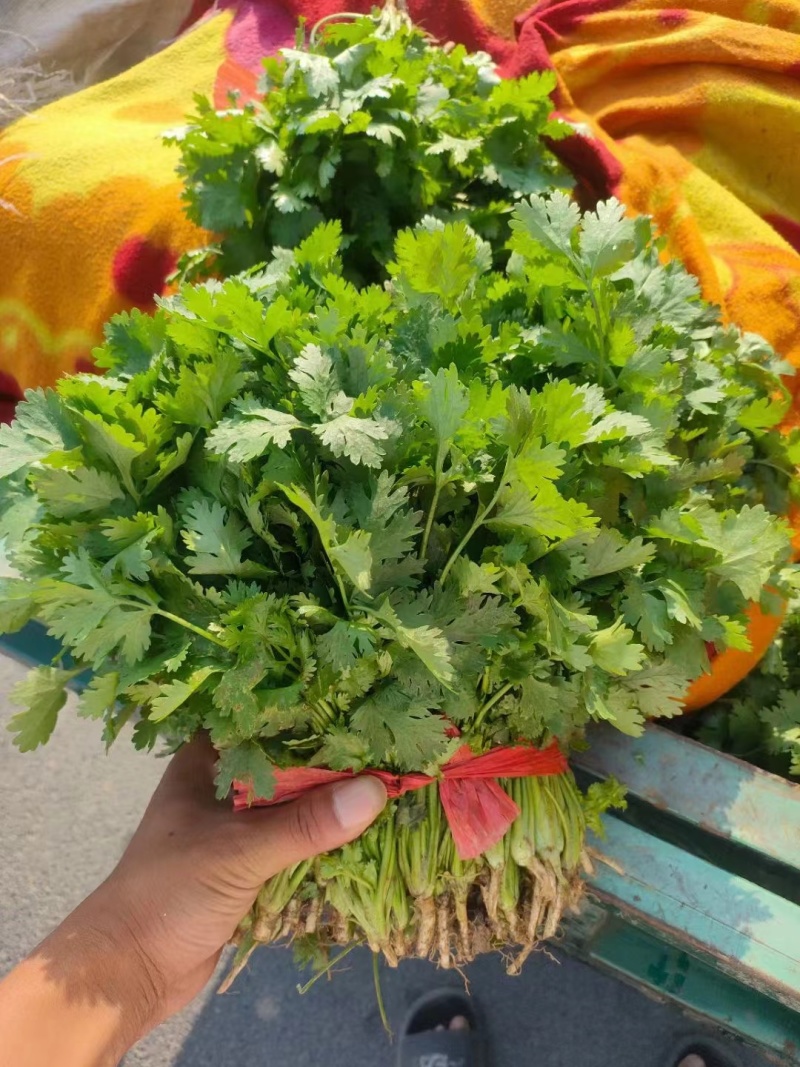 大量大量上市，万亩蔬菜基地。