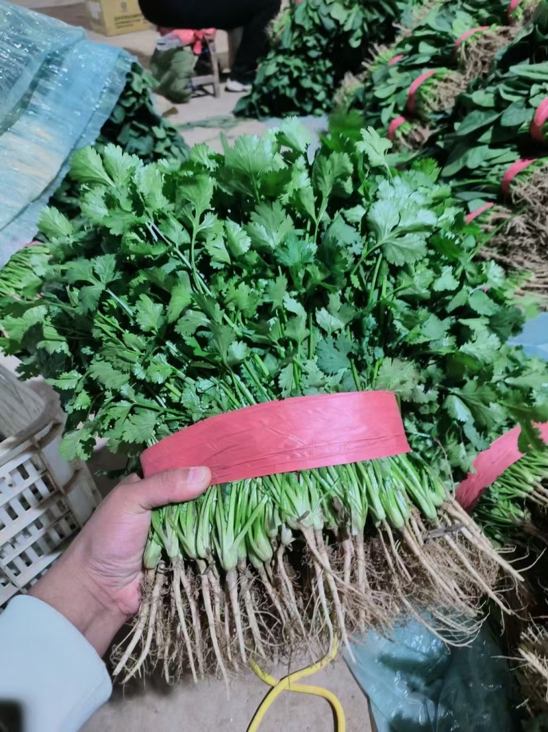 大量大量上市，万亩蔬菜基地。