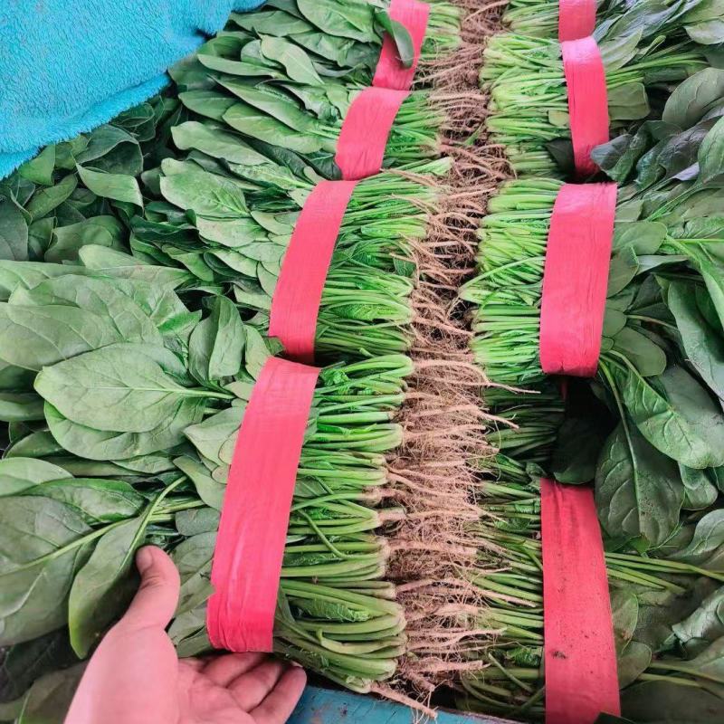 大量大量上市。