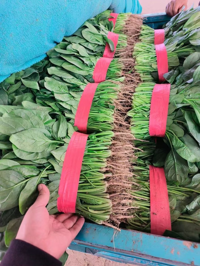 大量大量上市。