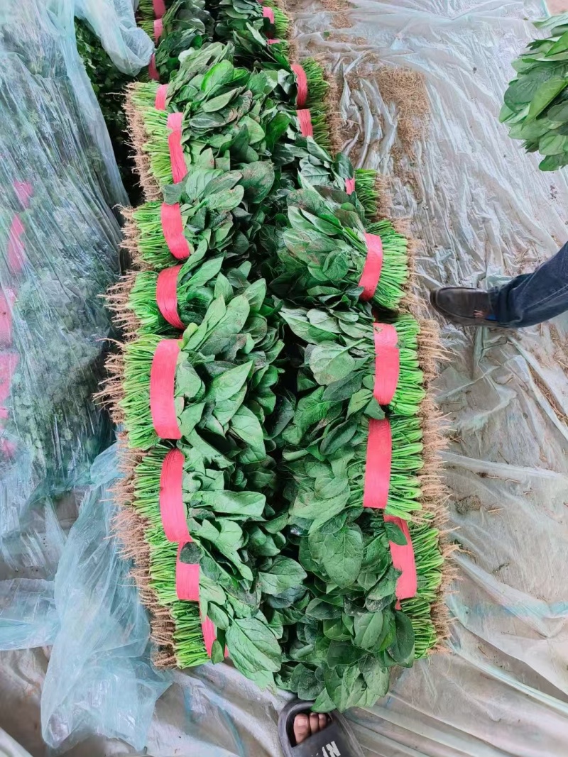大量大量上市。