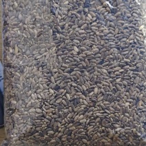 1万吨水飞蓟有普通质量的有特级