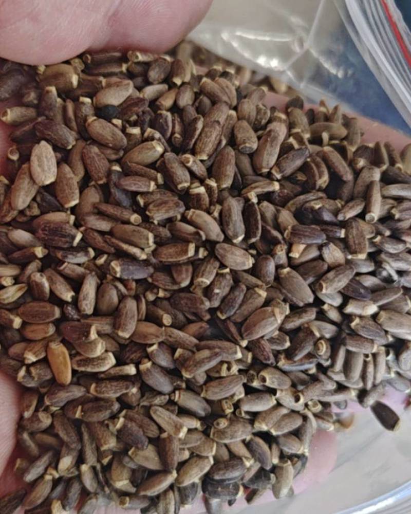 1万吨水飞蓟有普通质量的有特级