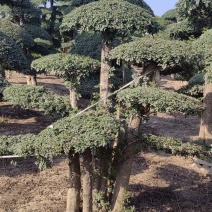 造型对节白蜡2-10米对节白蜡6-15个盘对节白蜡批发