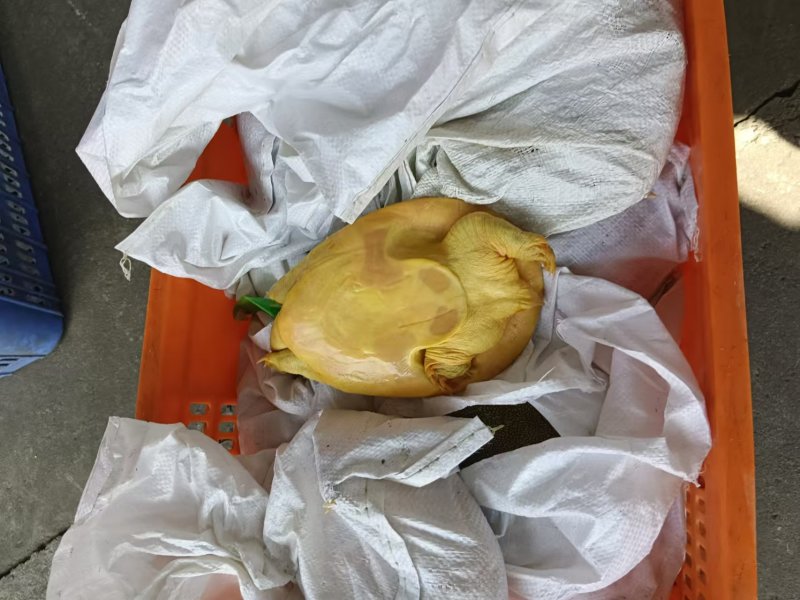 外塘散养生态甲鱼黄沙鳖公鱼，鲜活水鱼团鱼，规格齐全保质保量