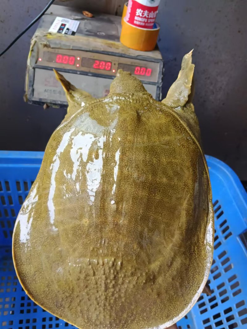 外塘散养生态甲鱼黄沙鳖公鱼，鲜活水鱼团鱼，规格齐全保质保量