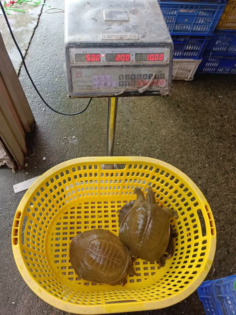 外塘散养生态甲鱼黄沙鳖公鱼，鲜活水鱼团鱼，规格齐全保质保量
