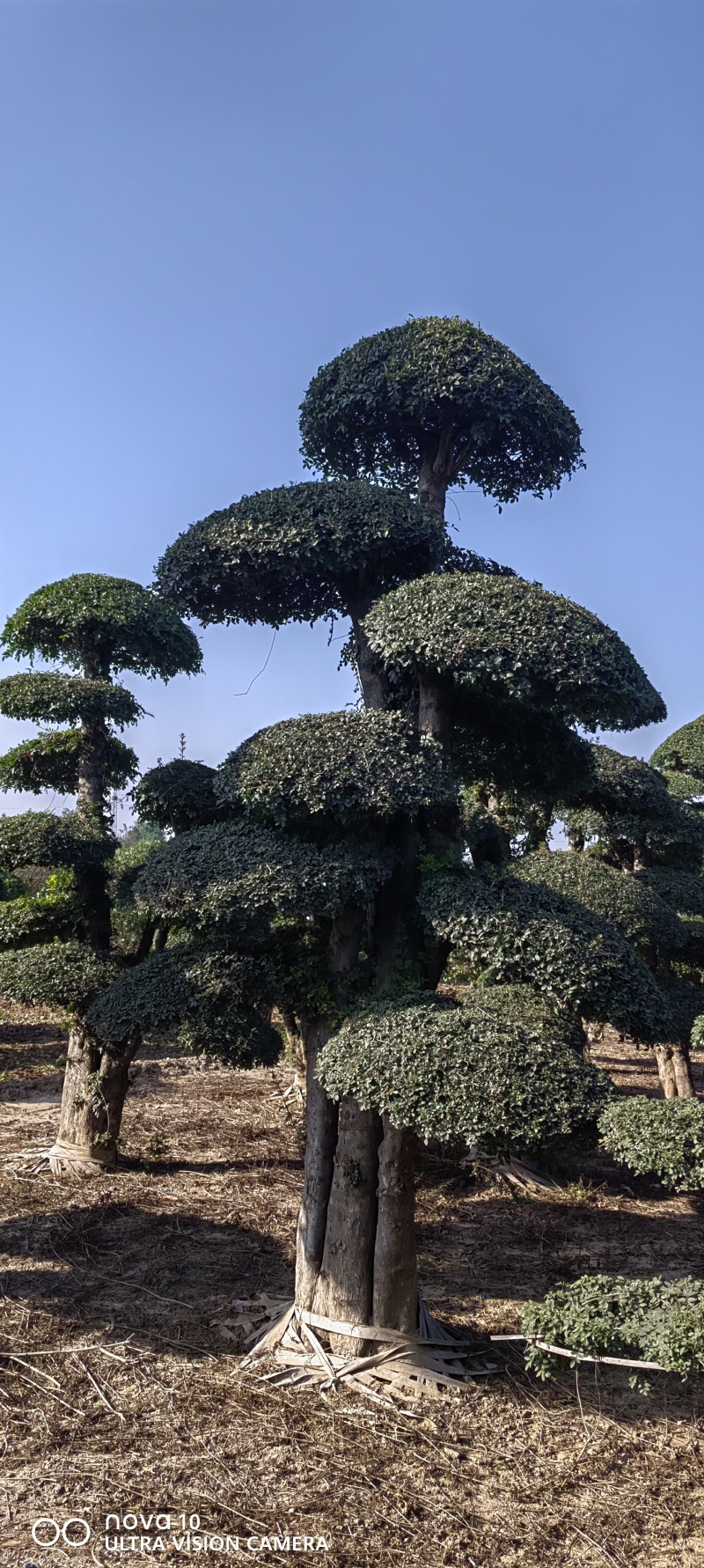 造型对节白蜡2-10米对节白蜡6-15个盘对节白蜡批发