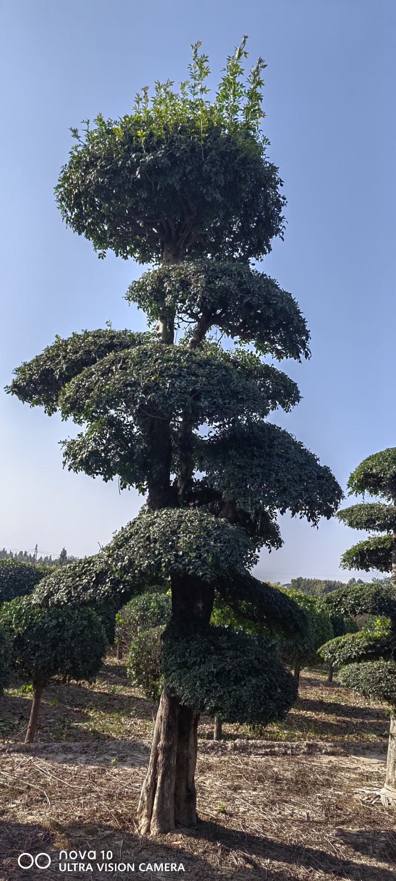 造型对节白蜡2-10米对节白蜡6-15个盘对节白蜡批发