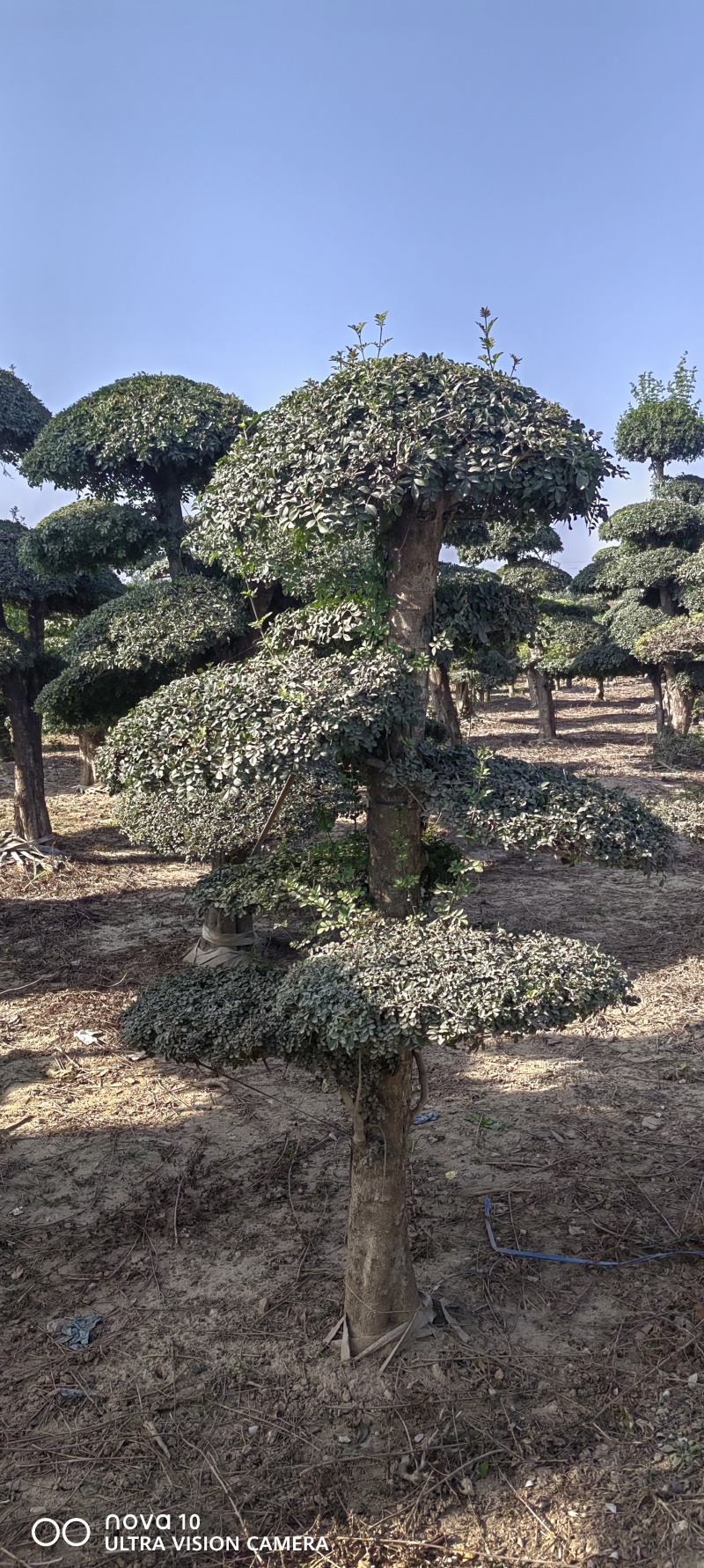 造型对节白蜡2-10米对节白蜡6-15个盘对节白蜡批发