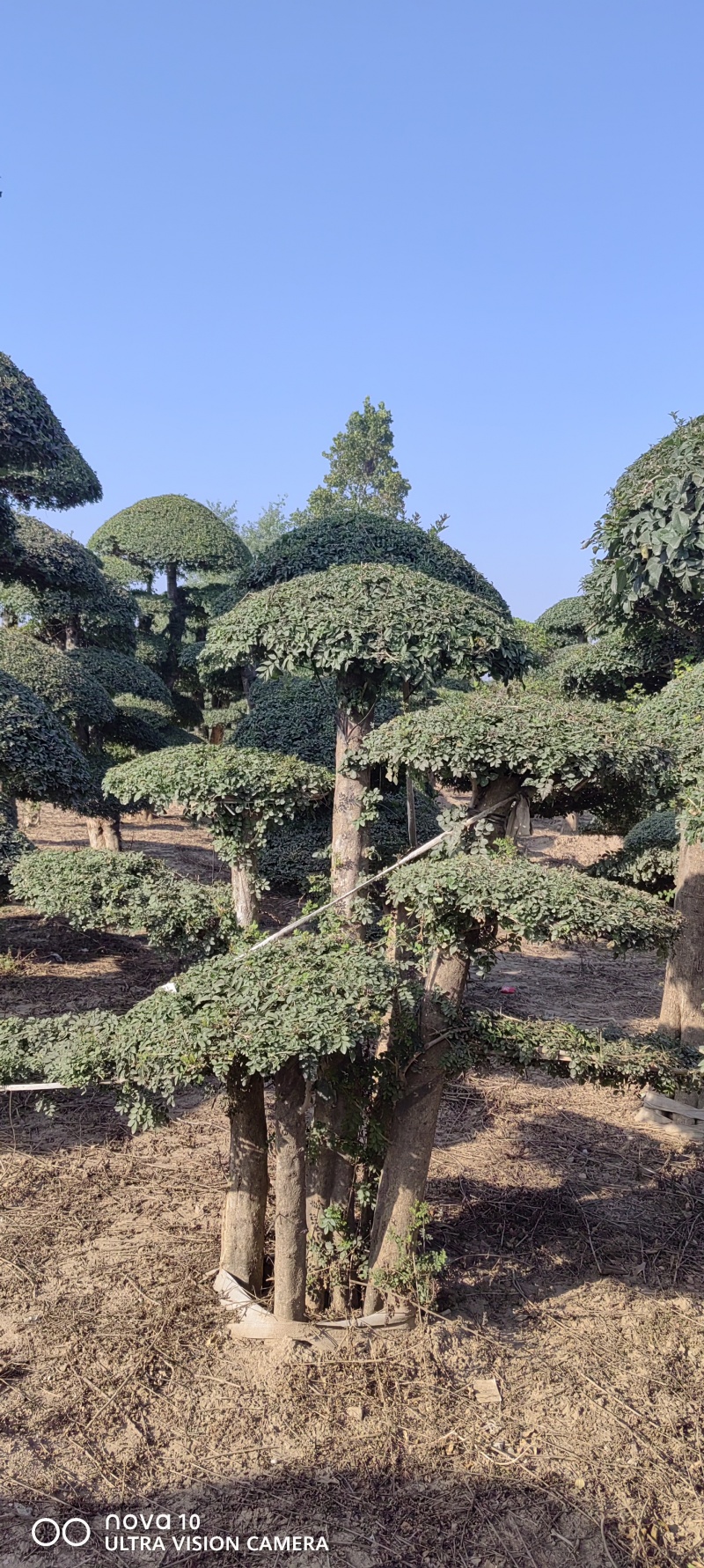 造型对节白蜡2-10米对节白蜡6-15个盘对节白蜡批发