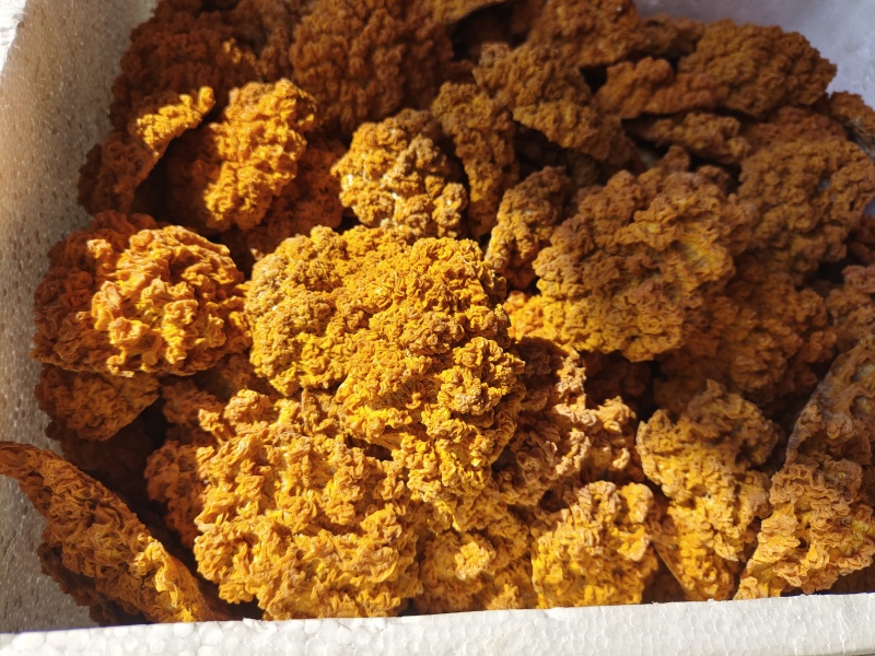 金耳菌云南干货野生大朵新鲜黄金耳羹食材黄耳菌菌菇金耳