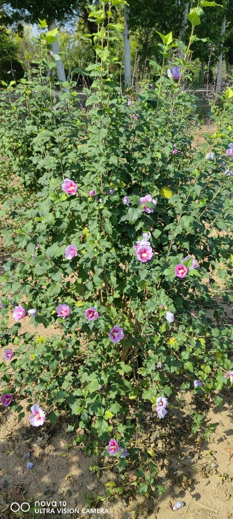 木槿丛生木槿独杆木槿3-6公分独杆木槿2米丛生木槿四季开