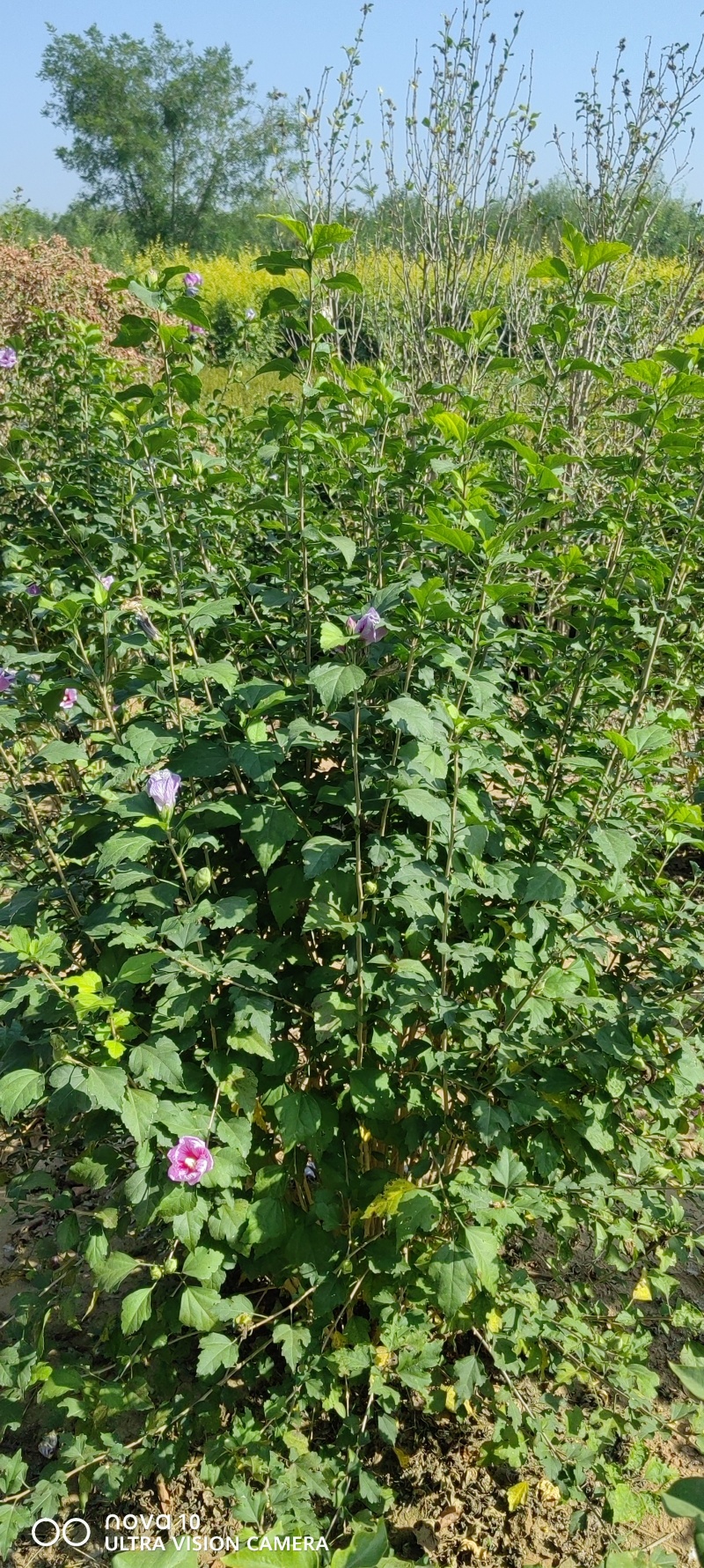 木槿丛生木槿独杆木槿3-6公分独杆木槿2米丛生木槿四季开