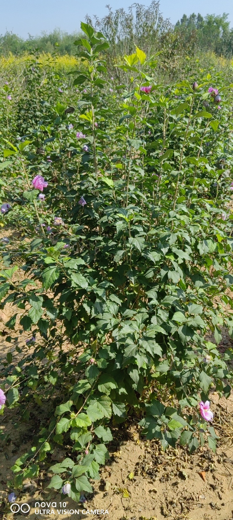 木槿丛生木槿独杆木槿3-6公分独杆木槿2米丛生木槿四季开