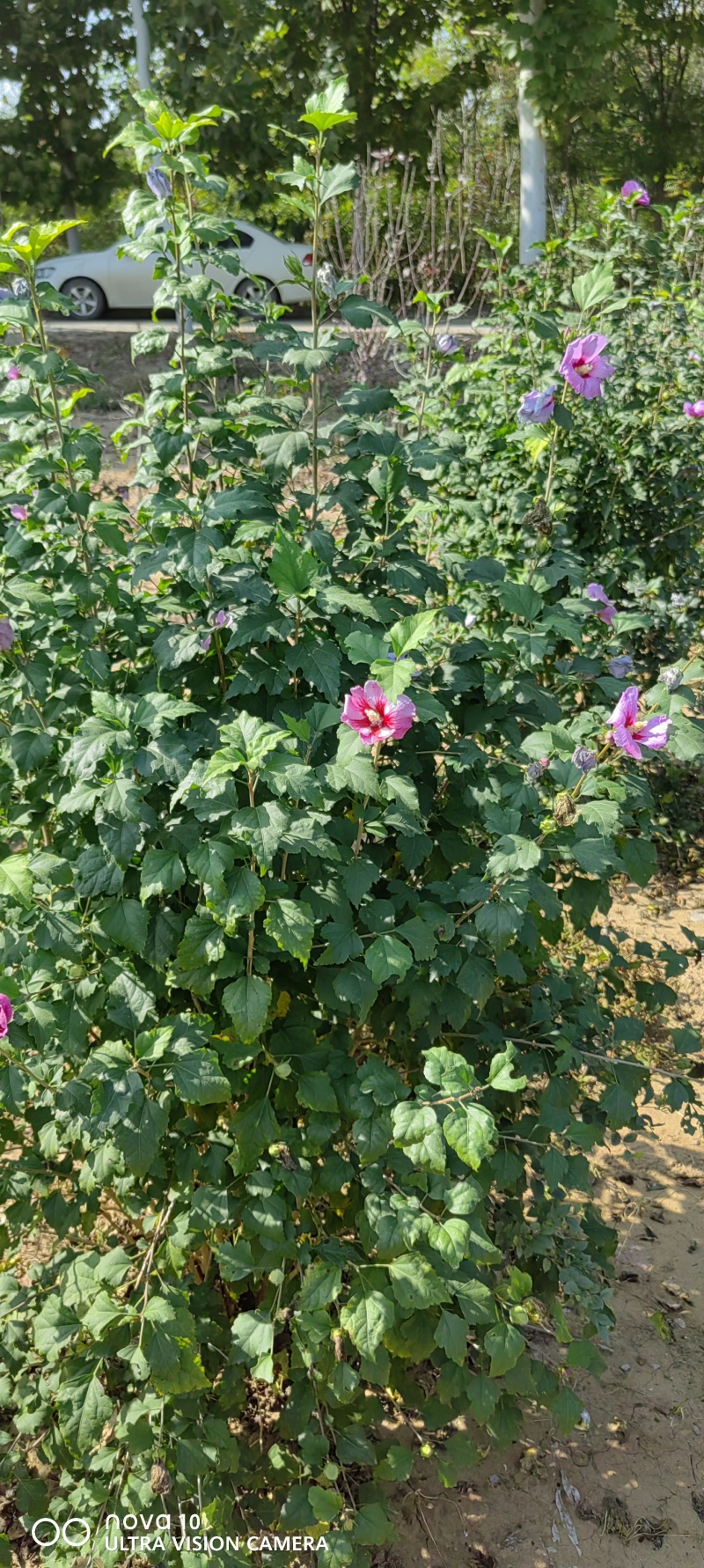 木槿丛生木槿独杆木槿3-6公分独杆木槿2米丛生木槿四季开
