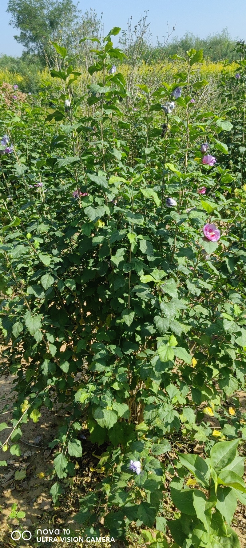木槿丛生木槿独杆木槿3-6公分独杆木槿2米丛生木槿四季开