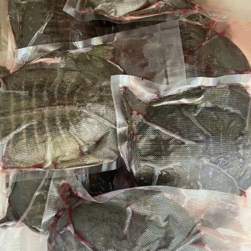 活甲鱼现杀，批发代加工，卤甲鱼，大排档，饭店可用