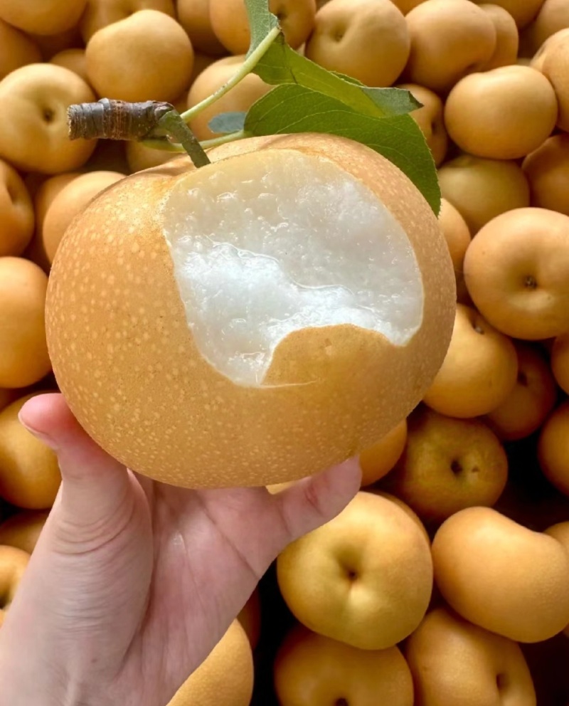 秋月梨