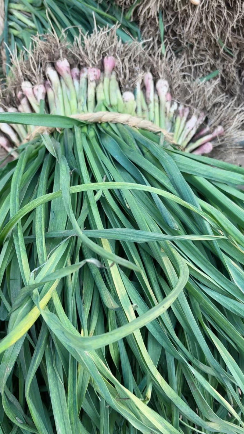 精品红根蒜苗江苏蒜苗货源充足量大从优质量保证欢迎咨询