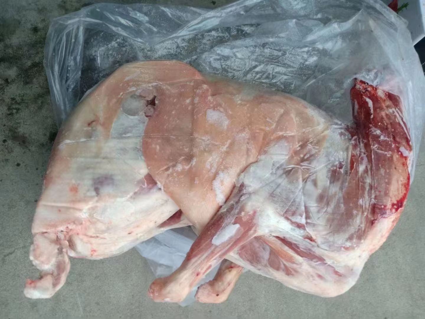 白条羊的概念解析