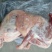 烧烤小肥肉，厂家直发，质量保证规格20斤一25斤左右。