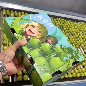 青田小番茄，圣女果高端礼盒，口感番茄