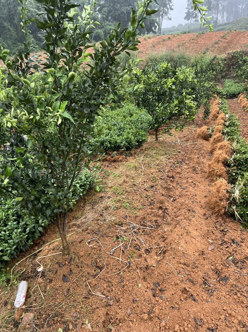 安吉白茶茶苗批发，现货直发，品质保障量大从优