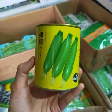 大志绿帅西葫芦种子农户种植户大面积种植蔬菜种子
