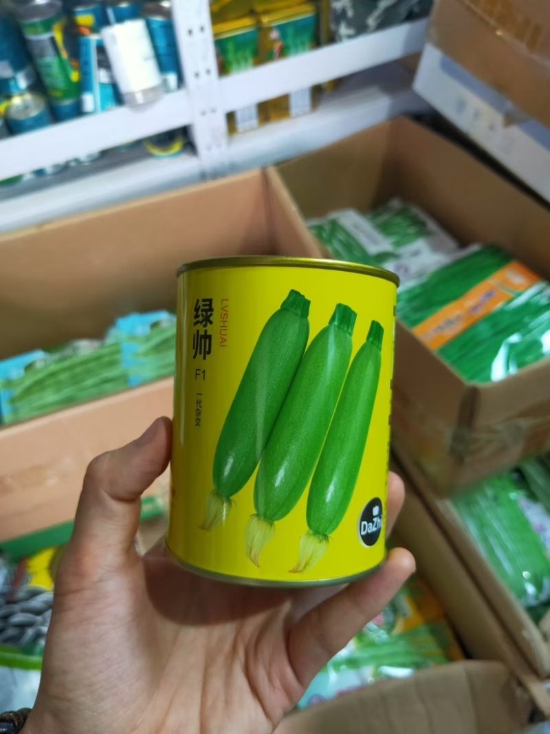 大志绿帅西葫芦种子农户种植户大面积种植蔬菜种子
