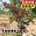 山东临沂优质大红袍花椒苗林木种子生产经营许可证认证