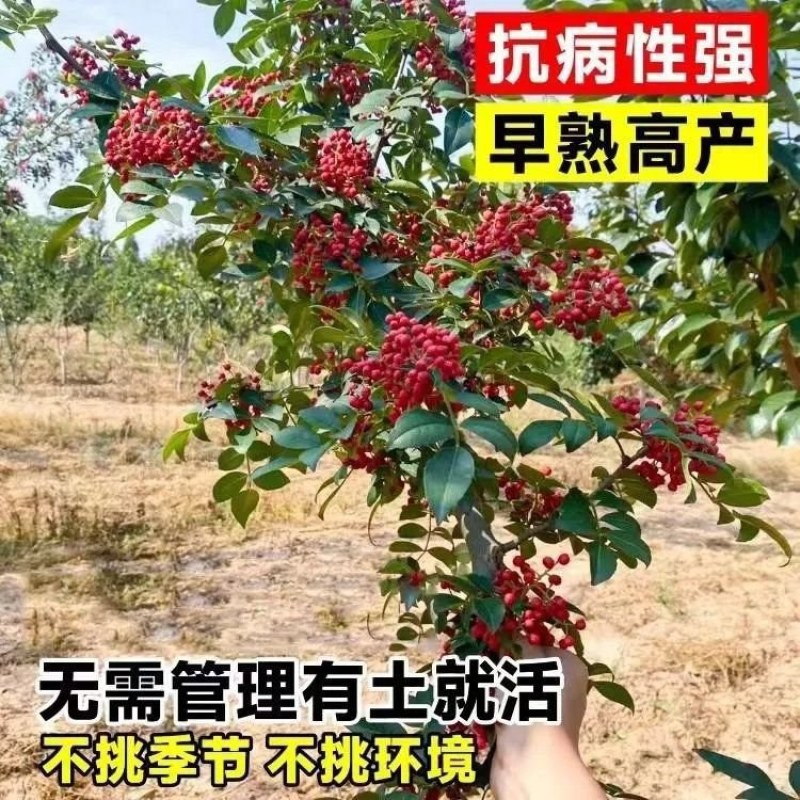 山东临沂优质大红袍花椒苗林木种子生产经营许可证认证