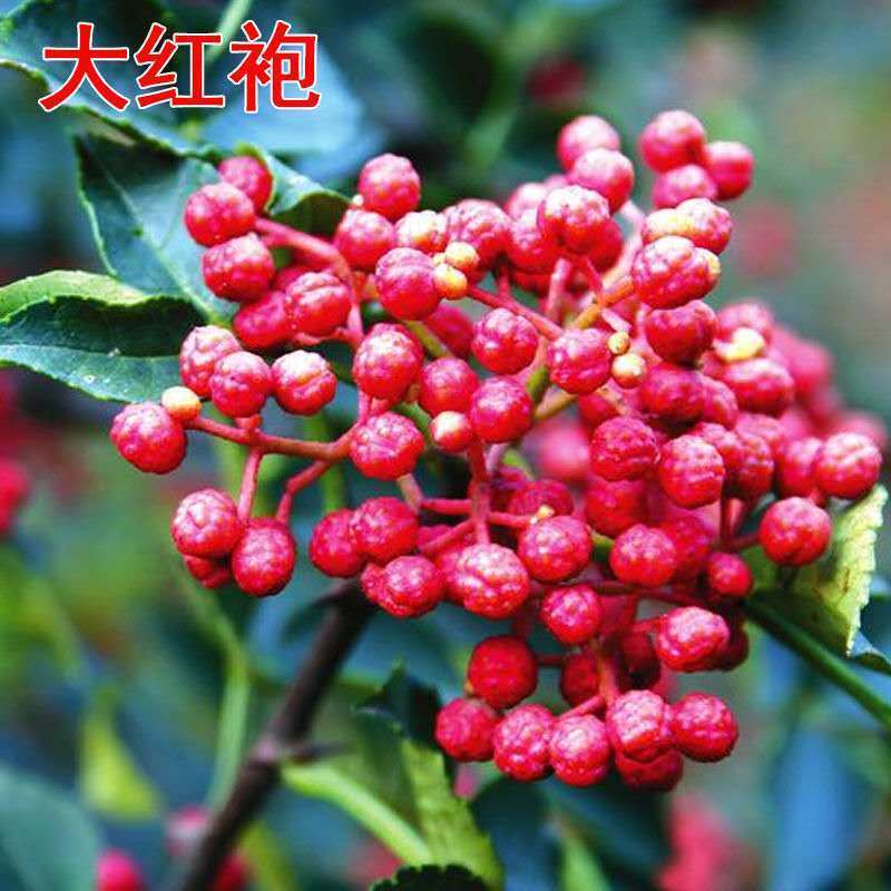 山东临沂优质大红袍花椒苗林木种子生产经营许可证认证