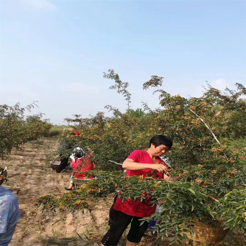 山东临沂优质大红袍花椒苗林木种子生产经营许可证认证