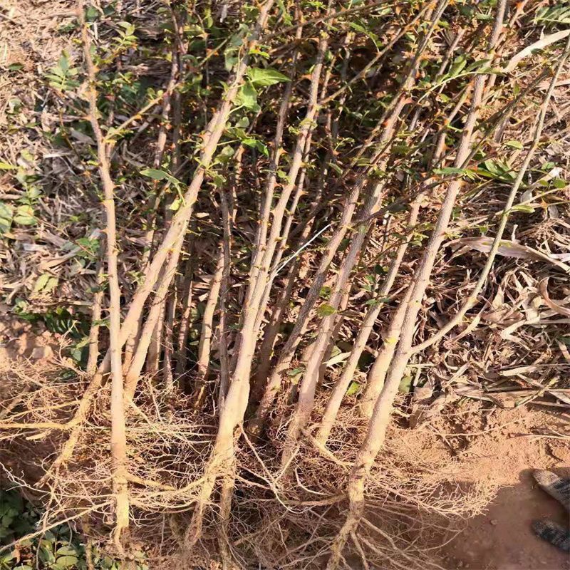 山东临沂优质大红袍花椒苗林木种子生产经营许可证认证
