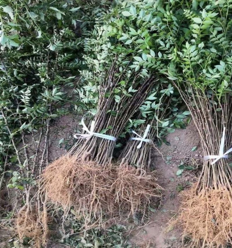 山东临沂优质大红袍花椒苗林木种子生产经营许可证认证