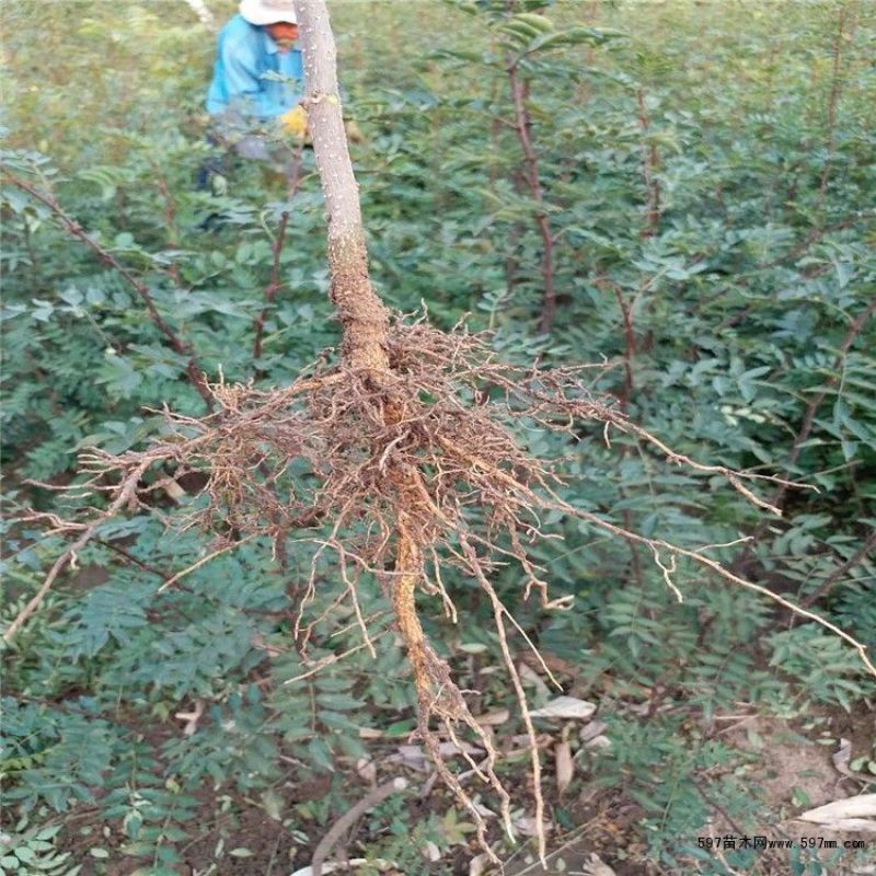 山东临沂优质大红袍花椒苗林木种子生产经营许可证认证