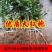 山东临沂优质大红袍花椒苗林木种子生产经营许可证认证