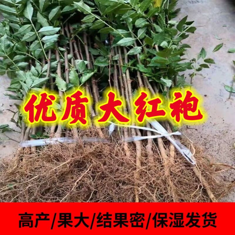 山东临沂优质大红袍花椒苗林木种子生产经营许可证认证