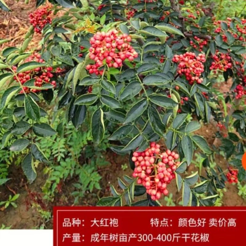 山东临沂优质大红袍花椒苗林木种子生产经营许可证认证