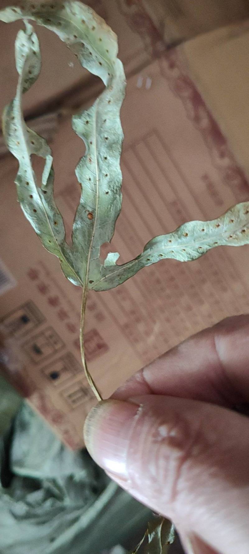 金鸡脚需要的下单