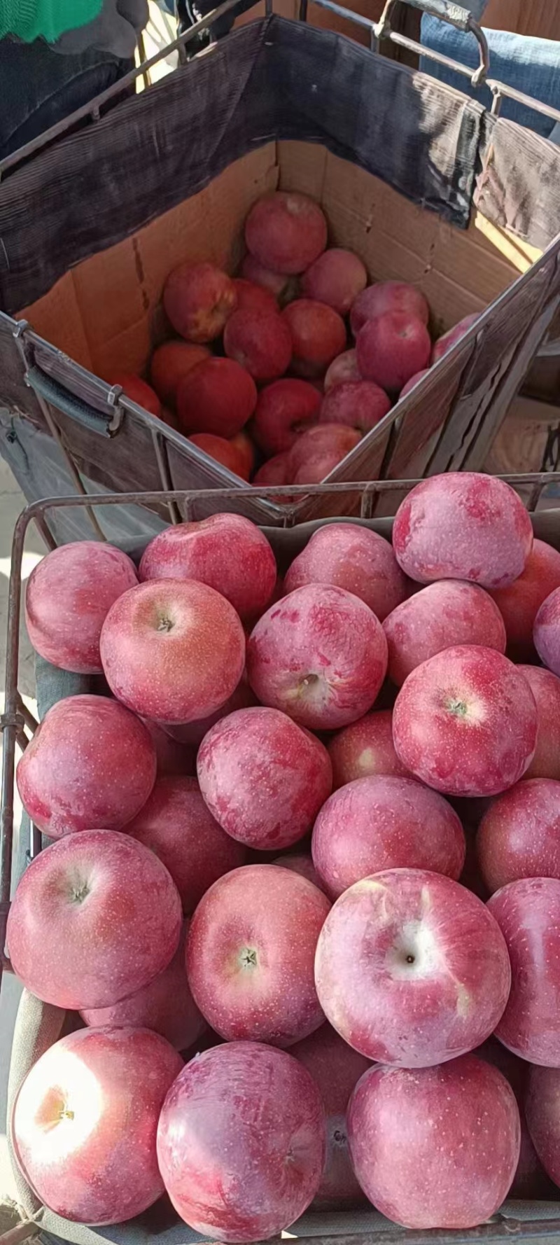 光果冰糖心红富士