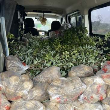 老鹰茶苗基地直发杯苗成活率高品质保证