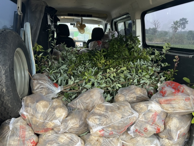 老鹰茶苗基地直发杯苗成活率高品质保证