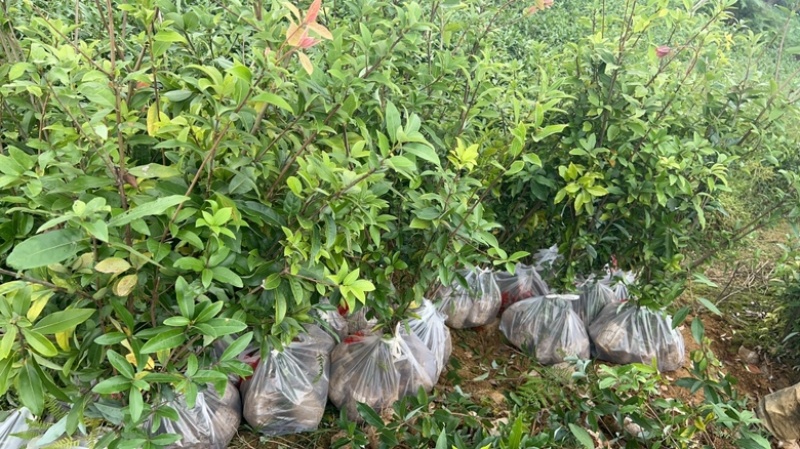 老鹰茶苗基地直发杯苗成活率高品质保证